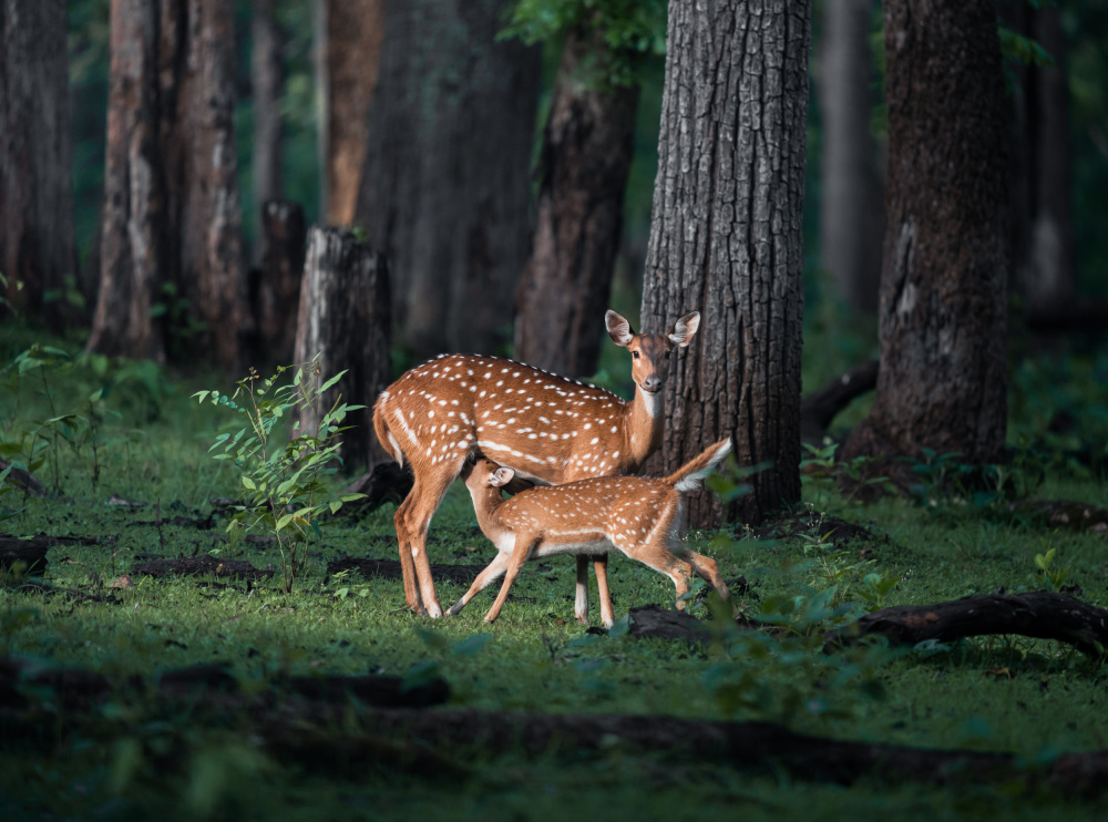 Sanctity of Motherhood von Chaitanya Rawat