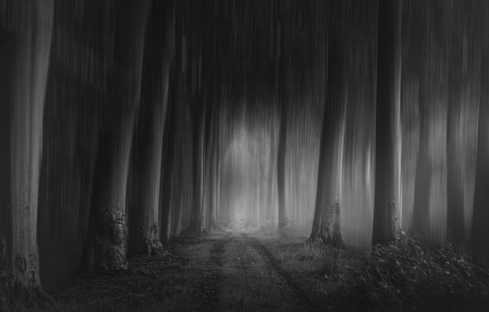 Forest Gloom von Chantal van der Werf