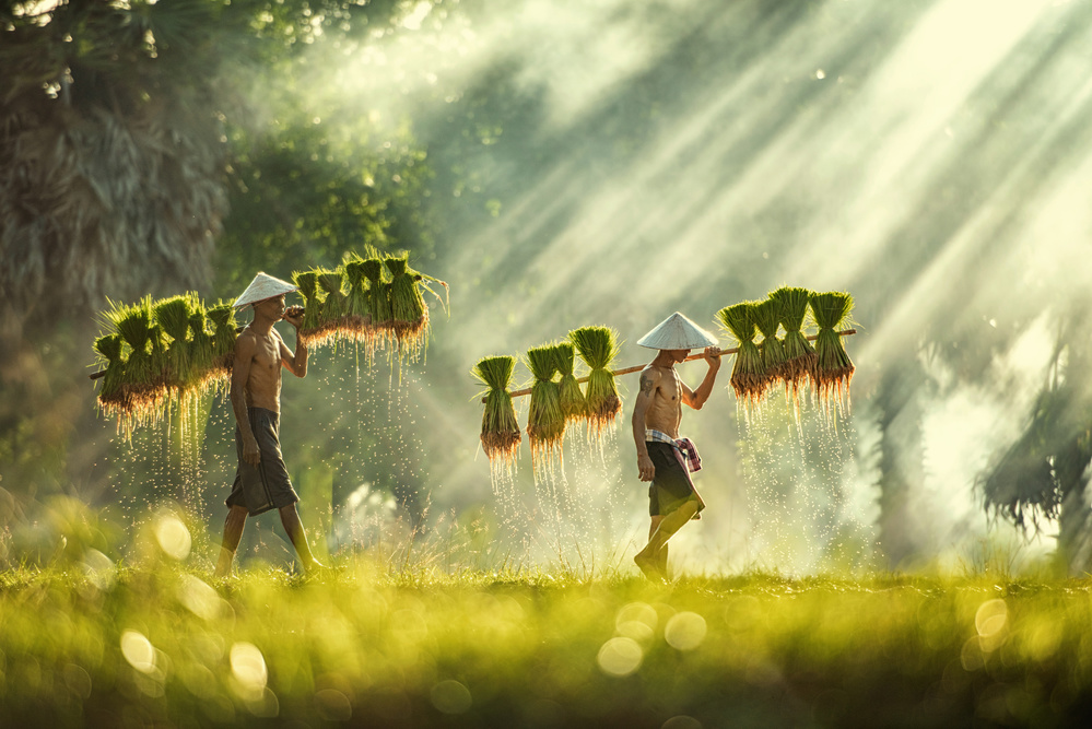 Thailand farmers rice planting and  grow rice in the rainy season von Chanwit Whanset