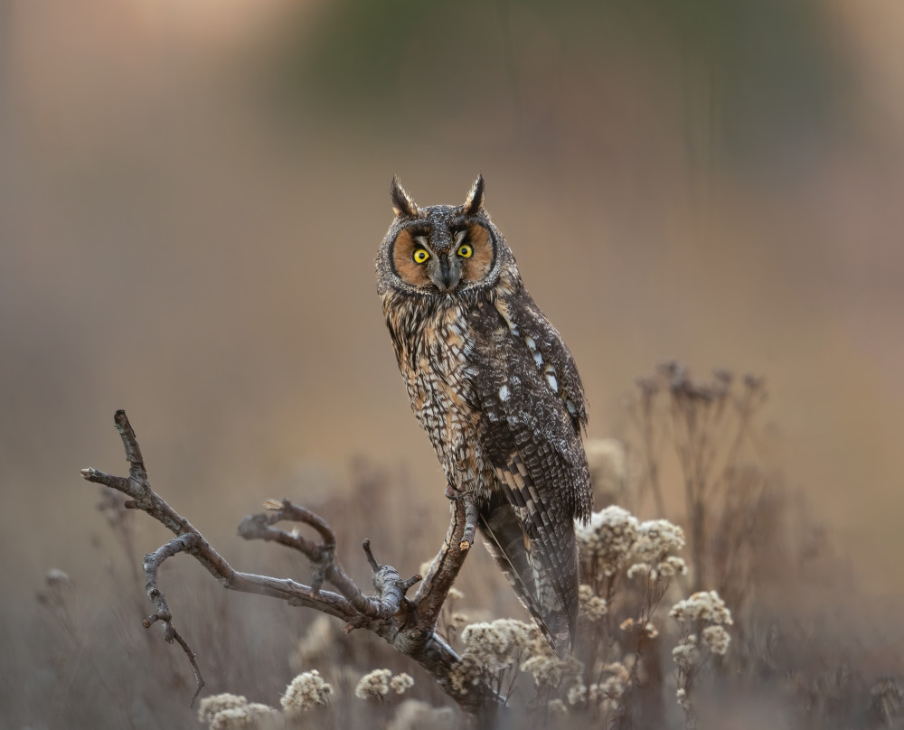 Long Eared Owl von Chao Feng 天馬