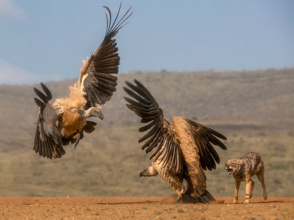 ...get out of my way... von Charlaine Gerber