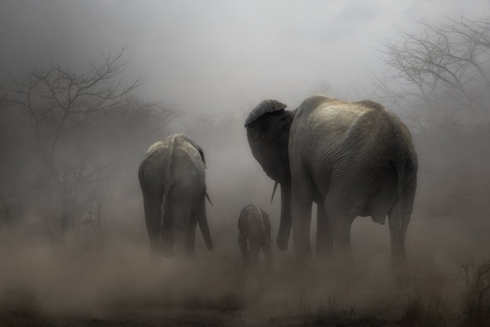 ‘...in the dust...’ von Charlaine Gerber