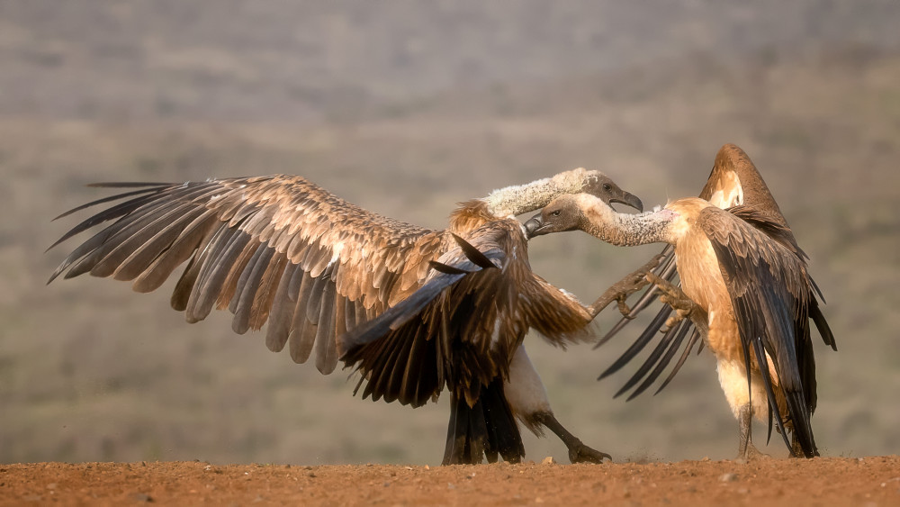 The Vulture fight von Charlaine Gerber