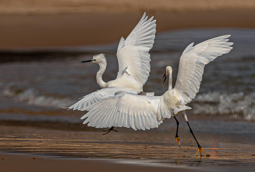 ...the Heron fight... von Charlaine Gerber