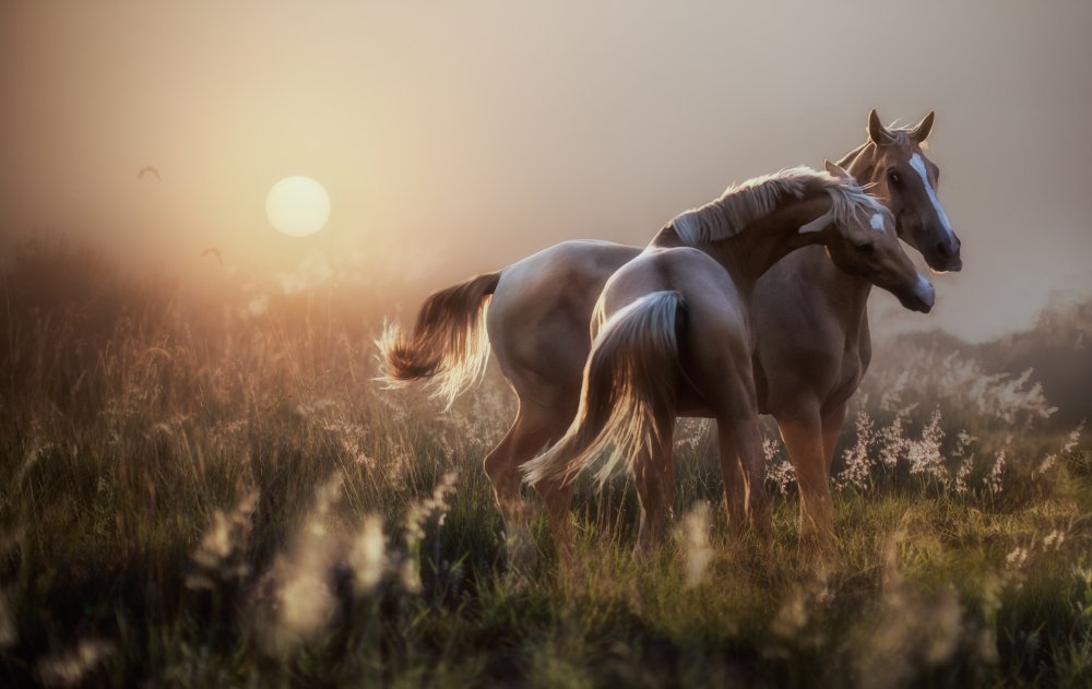 The young boy learns the rules... von Charlaine Gerber