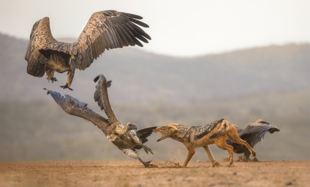 The fight for food... von Charlaine Gerber