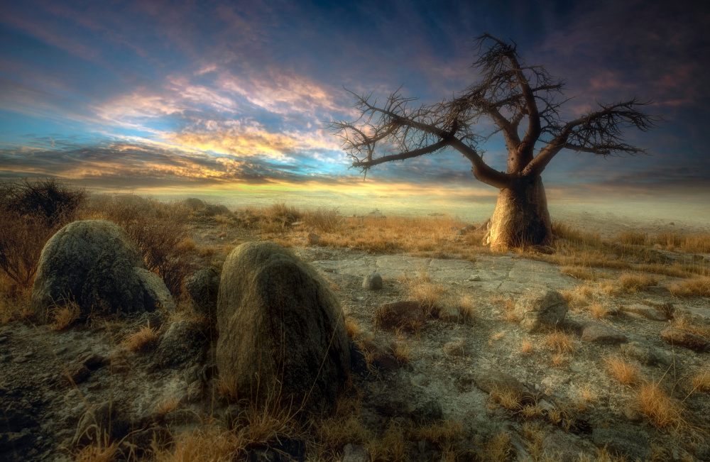 An age old tree of Kubu Island von Charlaine Gerber