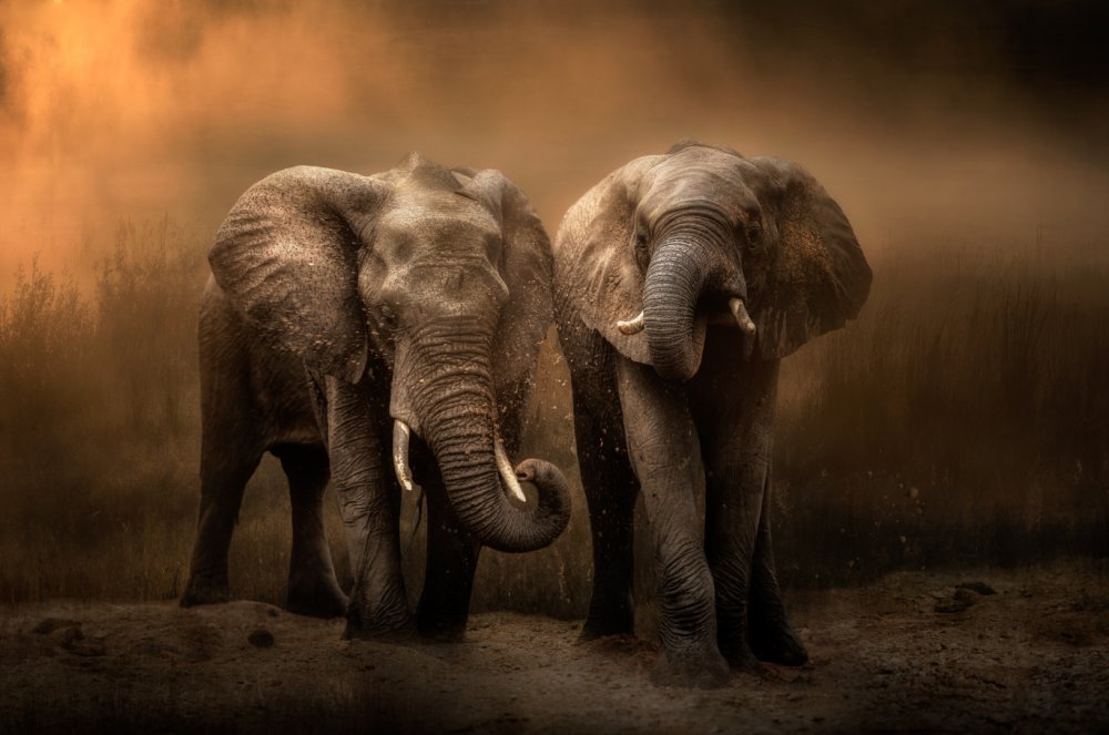 Elephants dust bath... von Charlaine Gerber