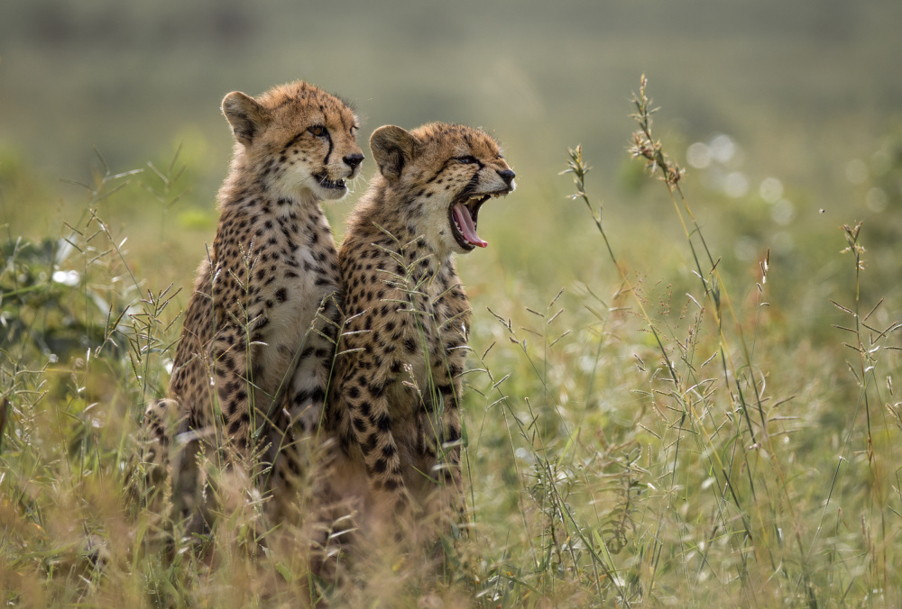 Cheetah brothers yawning von Charlaine Gerber