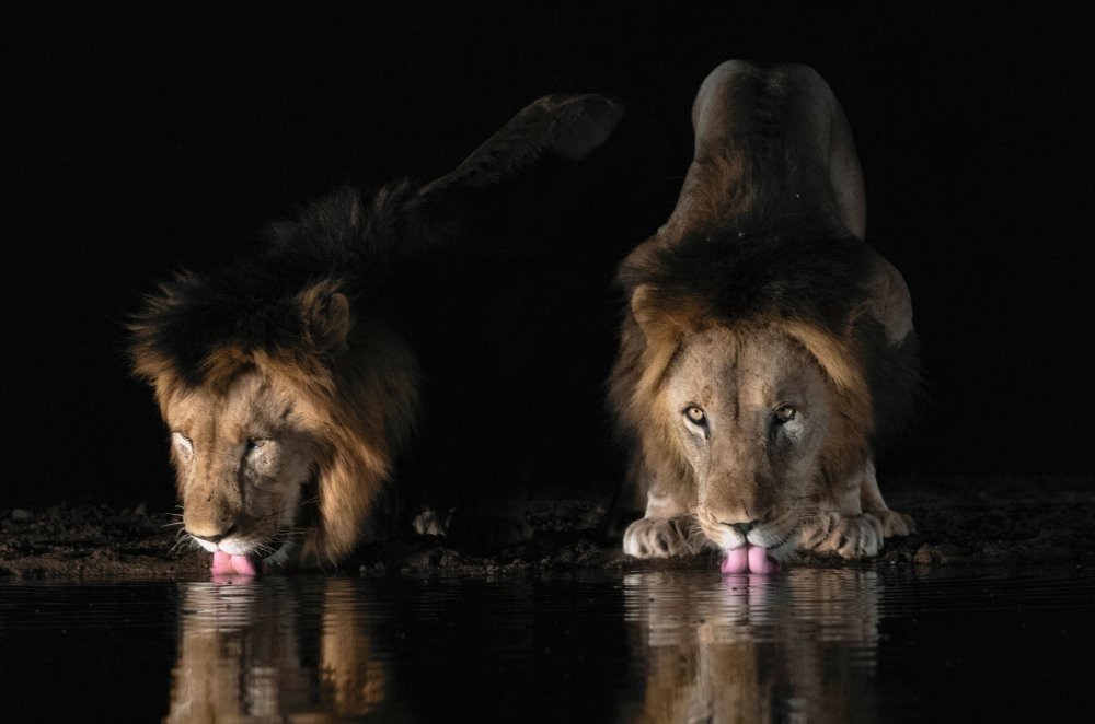 Lions drinking water von Charlaine Gerber