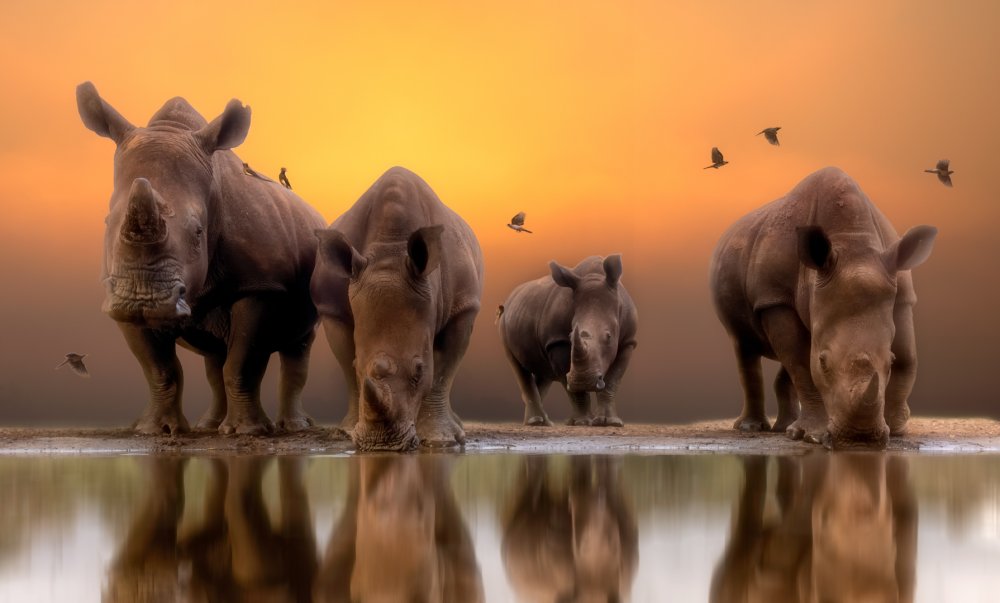 Rhinos by the water..... von Charlaine Gerber