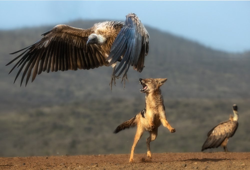 Jackal chasing vulture... von Charlaine Gerber