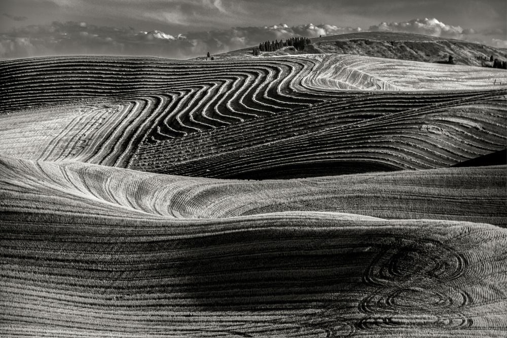 Artistic wheat fields von Charles Lai