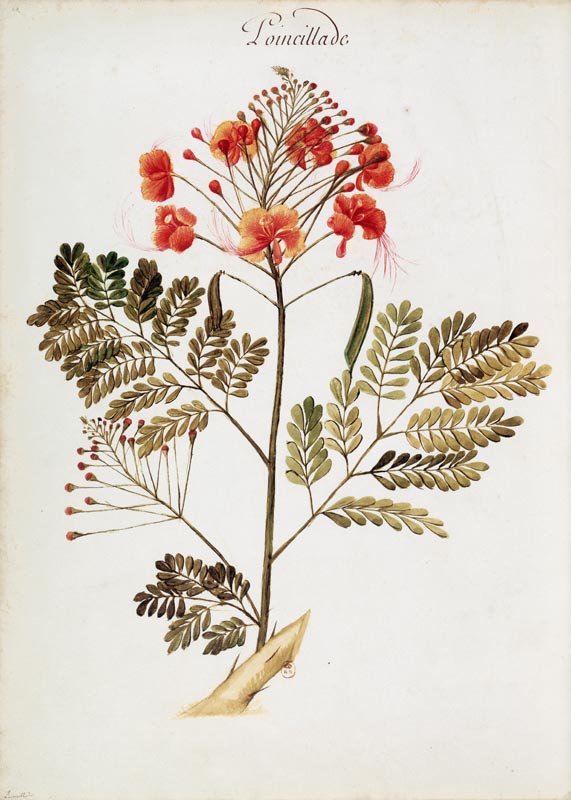 Poinciana von Charles Plumier