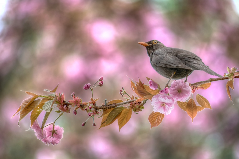 A Blackbird in Spring von Charlotte Fabian