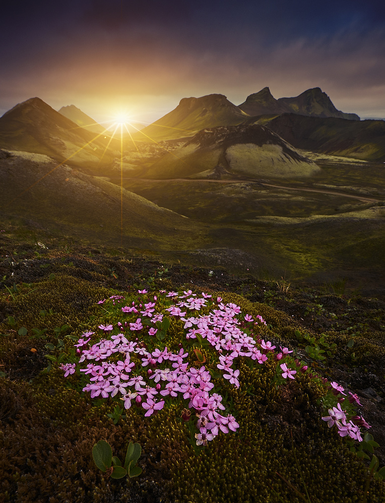 Flowers of the highlands von Charly Lataste