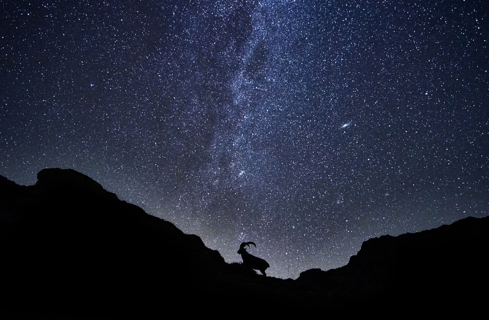 The Ibex and the milky way von Charly Lataste