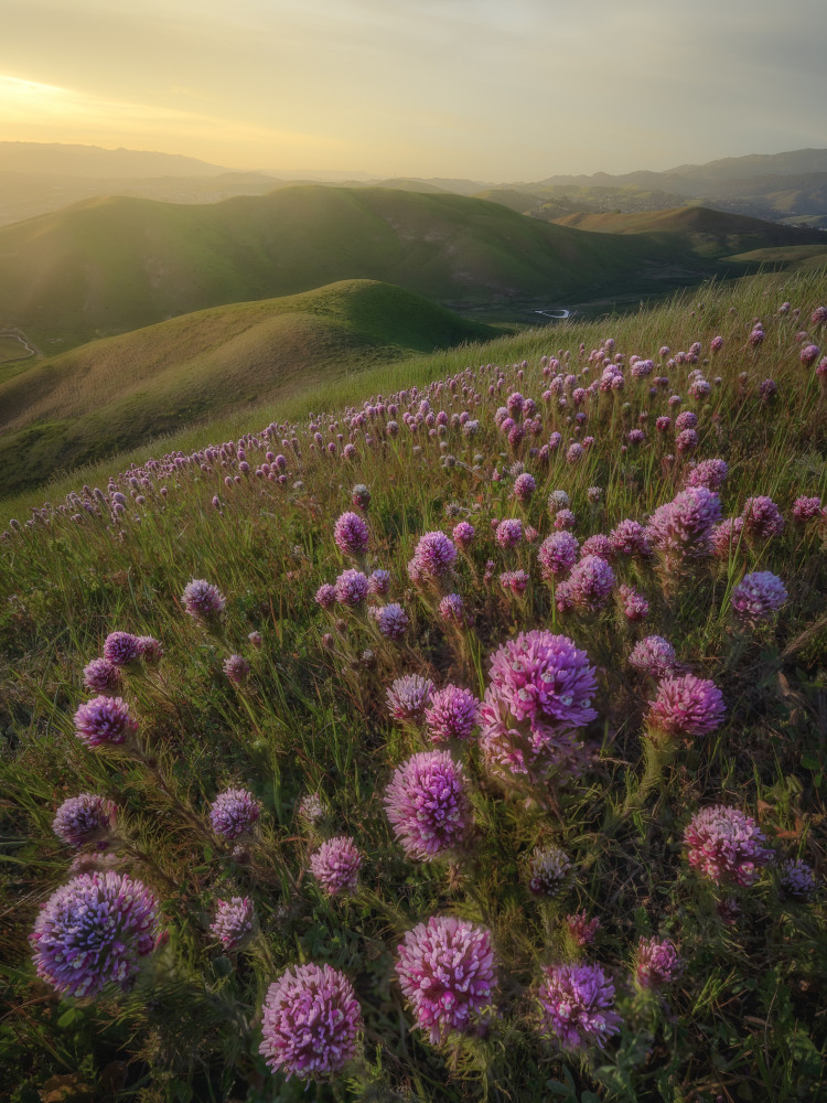 Purple Owls Clover von Chengming