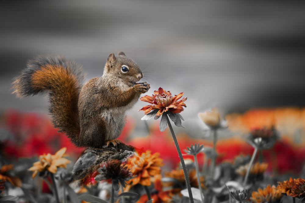 Lovely Squirrel von Cher Gu