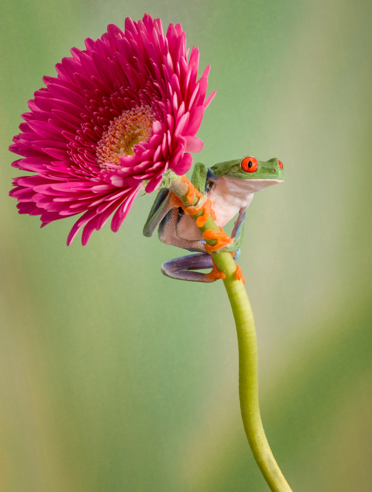 Lookout von Cheryl Schneider