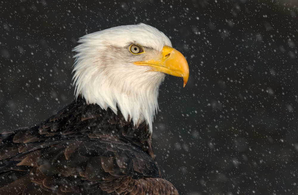 American Bald Eagle von Cheryl Schneider