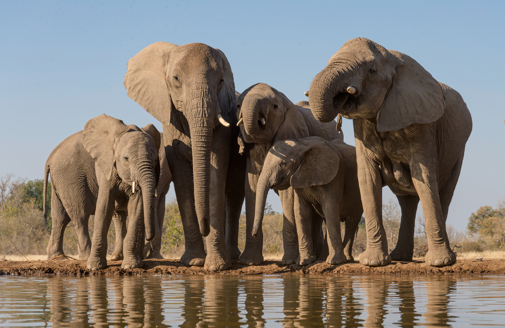 Family Portrait von Cheryl Schneider