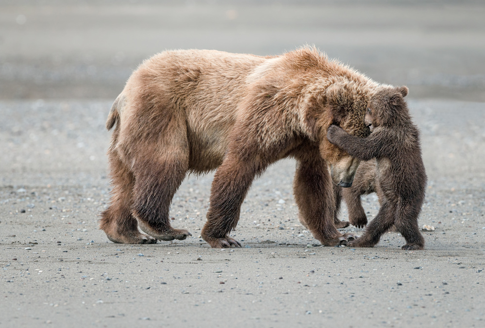 Playtime With Mom von Cheryl Schneider