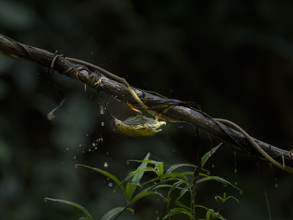 The Water Sipper von Chiranjib Chakraborty