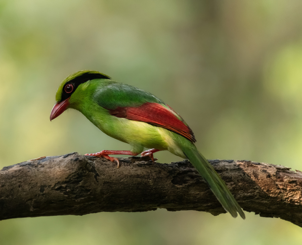 Green Magpie von Chiranjib Chakraborty