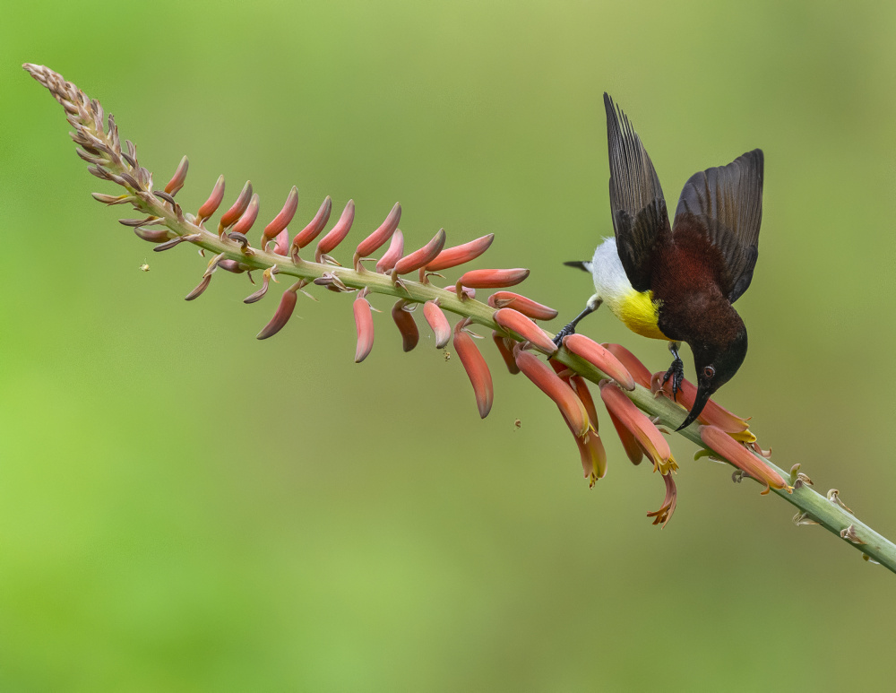 Sunbirding von Chiranjib Chakraborty