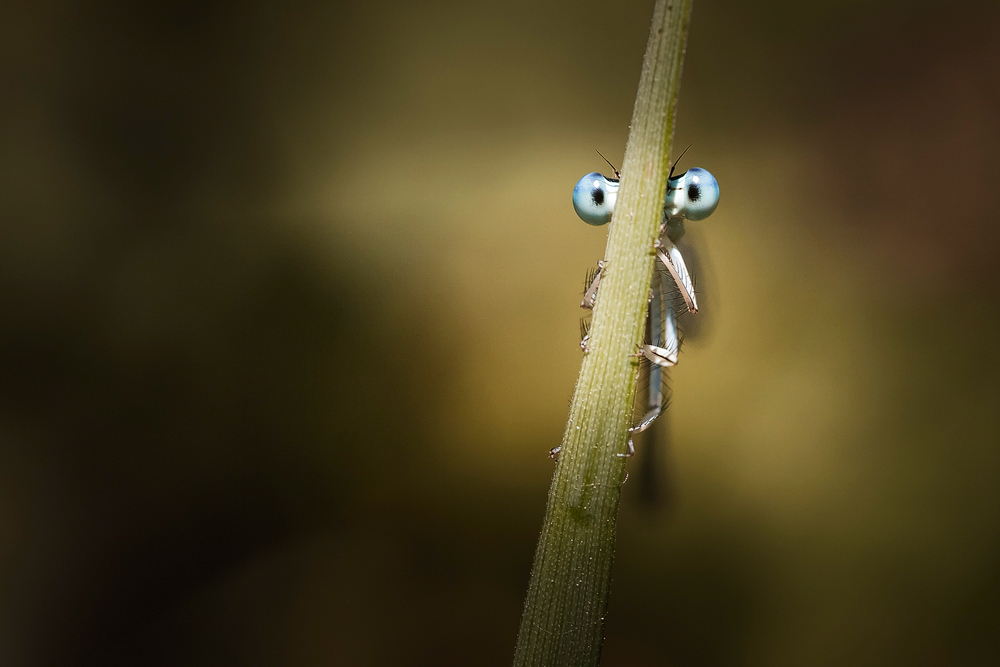 Dragonfly von Chirobocea Nicolae Fanurie