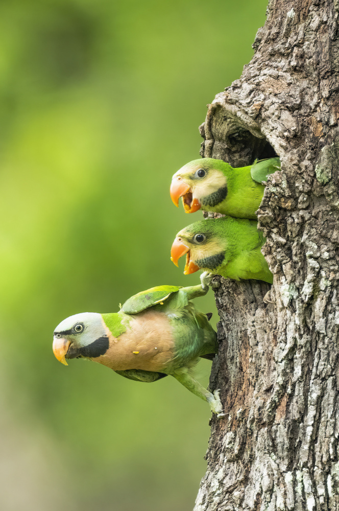 Ready To Fly von Chong Lip Mun