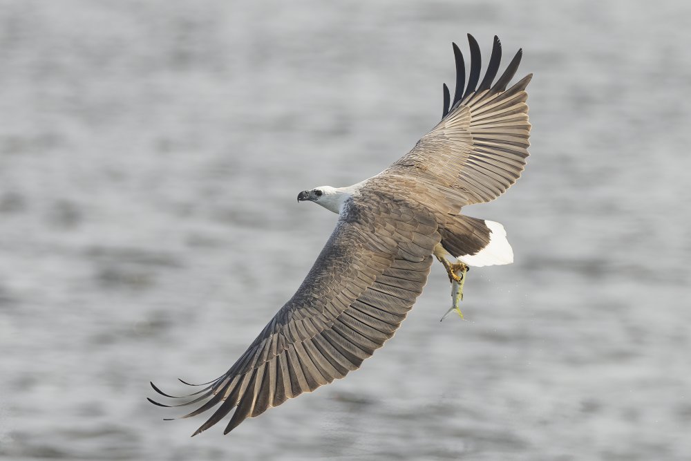 White-bellied Sea Eagle Fishing von Chong Lip Mun