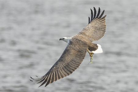 White-bellied Sea Eagle Fishing