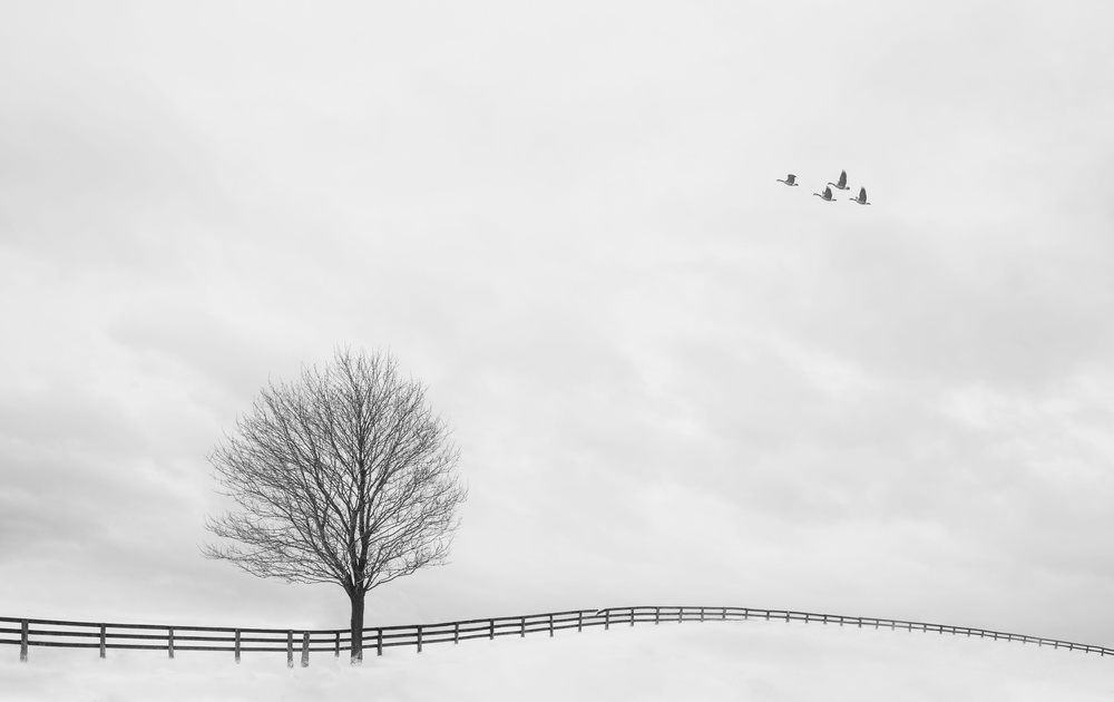 The field after snow von Chongrong Jia