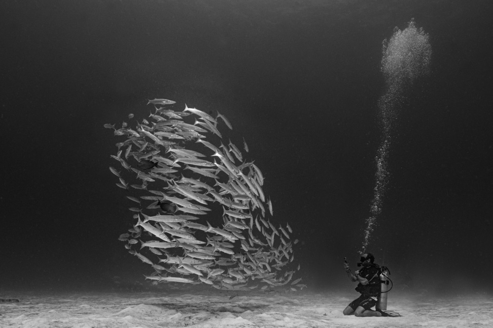 Diver and School von Chris Bonfield