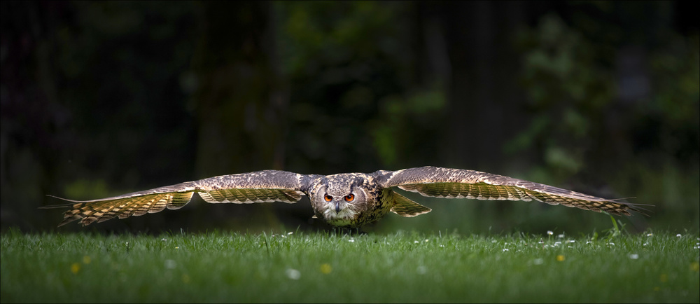 Owl von Chris Coenders