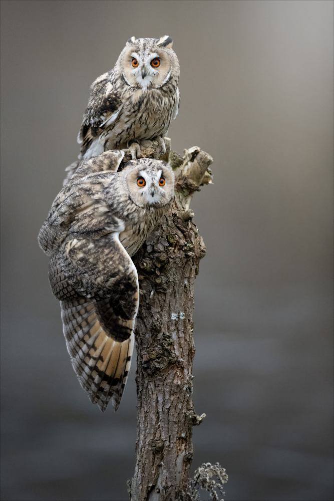 owls von Chris Coenders