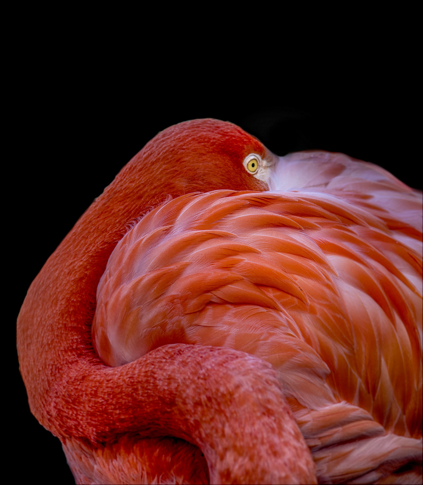 Flamingo von Chris Coenders