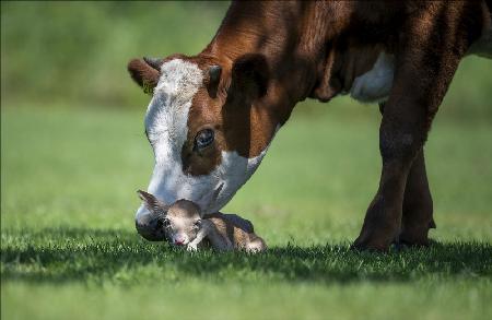 cow meets young white deer