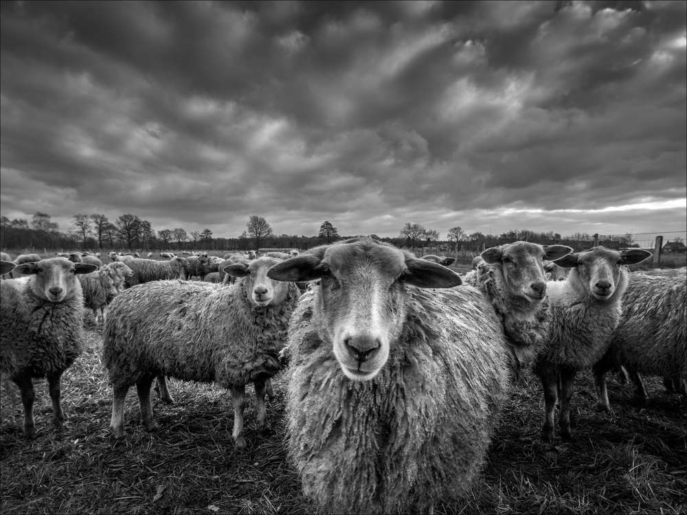 only sheep von Chris Coenders