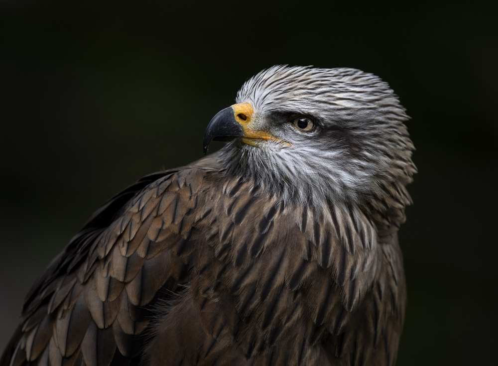 Red Kite von Chris Coenders