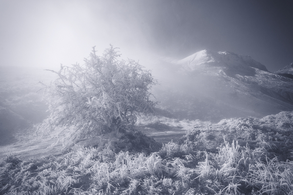 The lonely tree von Chris Kaddas