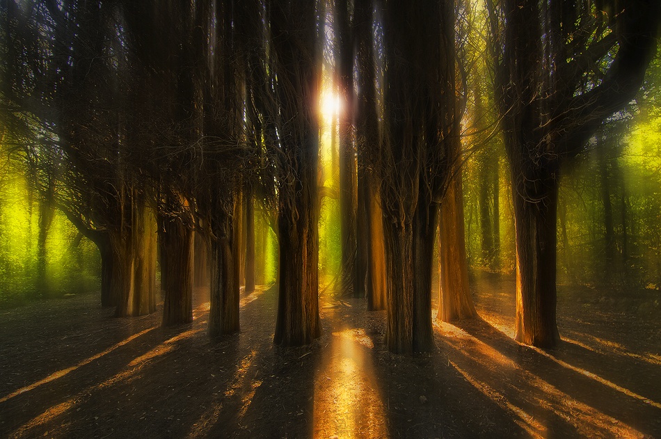 Enchanted Forest von Chris Kaddas