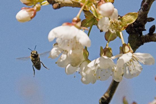 Kirschblüte im Alten Land von Christian Hager