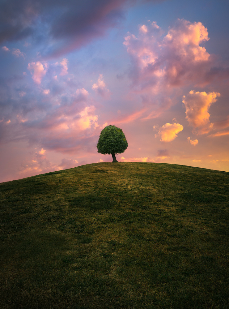 Tree on hill during sunset von Christian Lindsten