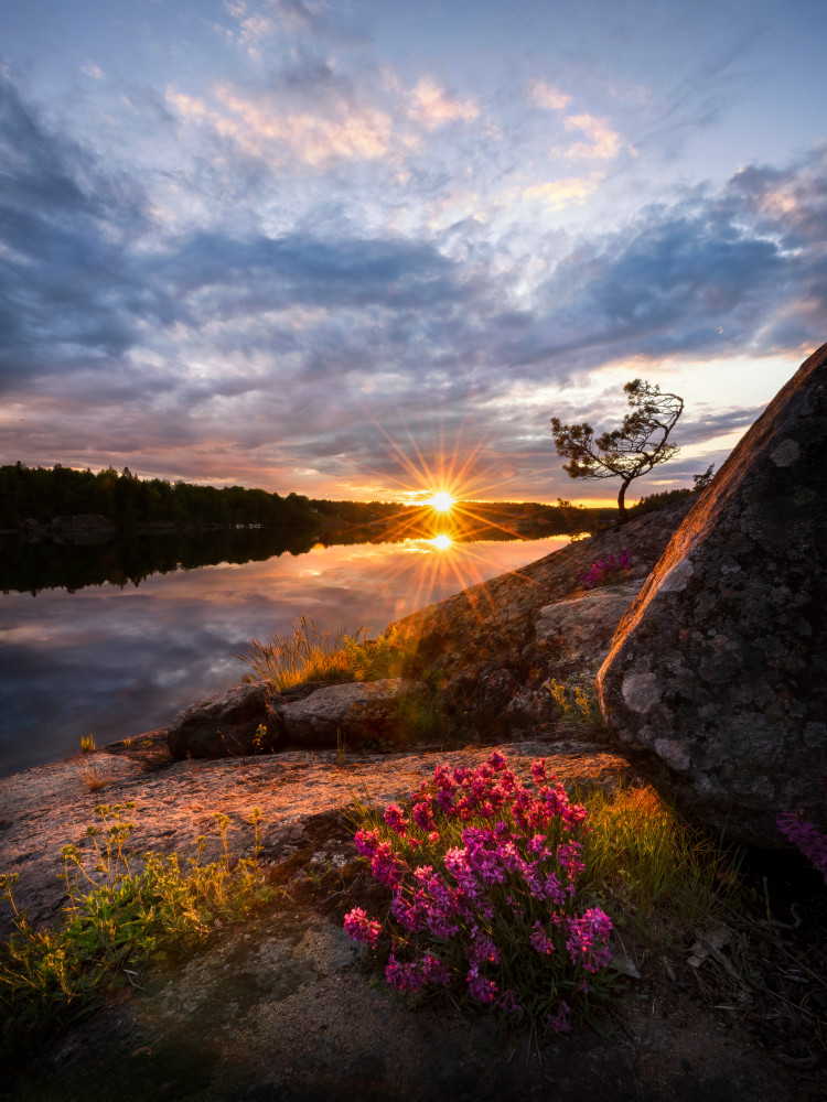 Flowers in sunset von Christian Lindsten