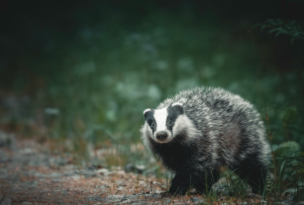 A curious badger in the forest von Christian Lindsten