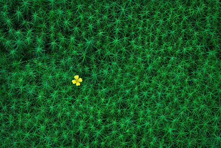 A small flower growing amongst the moss called &quot;bearmoss&quot; in Swedish