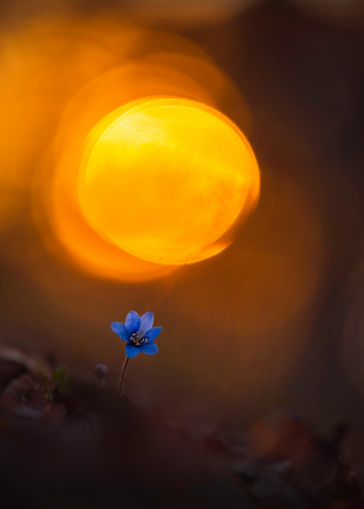 Another spring flower von Christian Lindsten